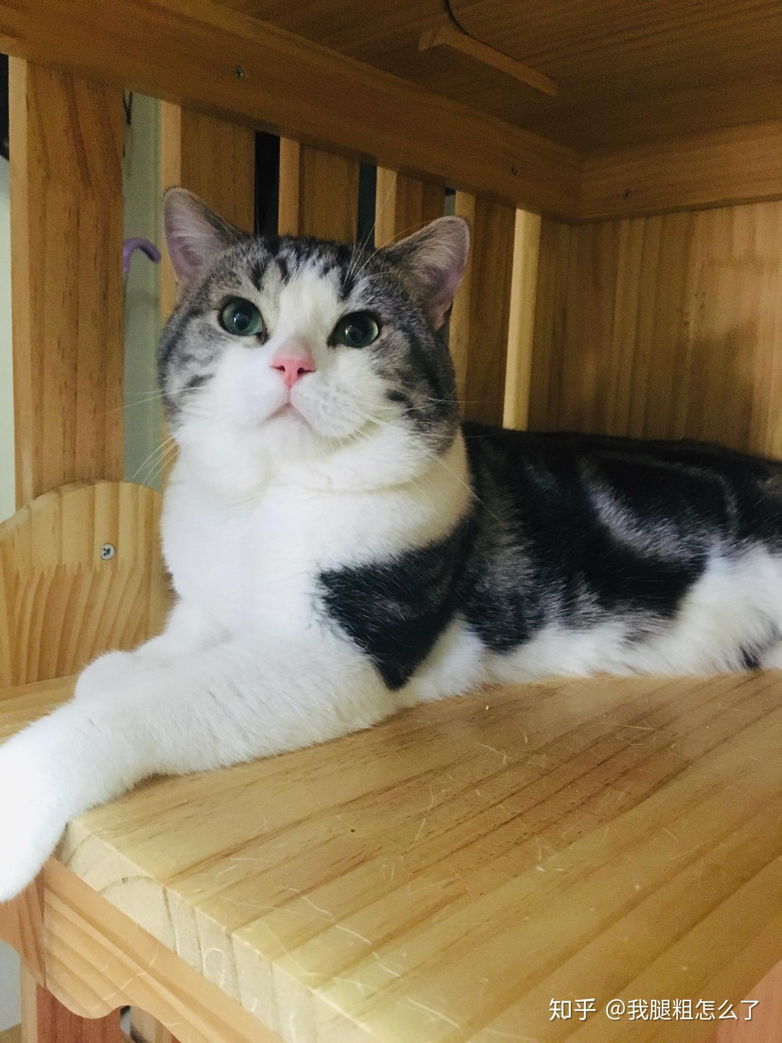 这只美短虎斑是折耳猫吗