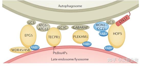 自噬研究指南|大自噬的关键——自噬溶酶体的形成（一） - 知乎