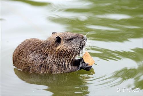 国版 郁金香热 恶炒海狸鼠事件 知乎