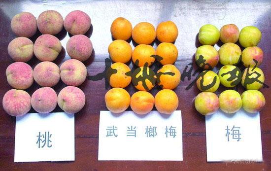 老版《西游记》里的人参果到底是什么味儿?