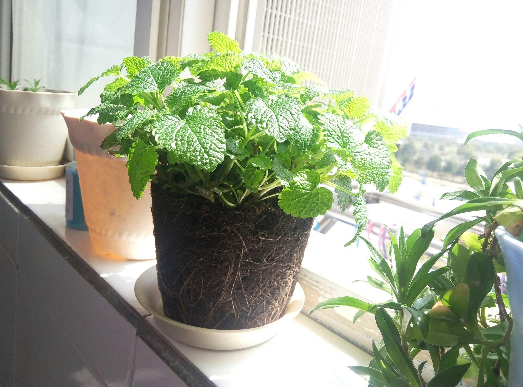 在家怎么种薄荷