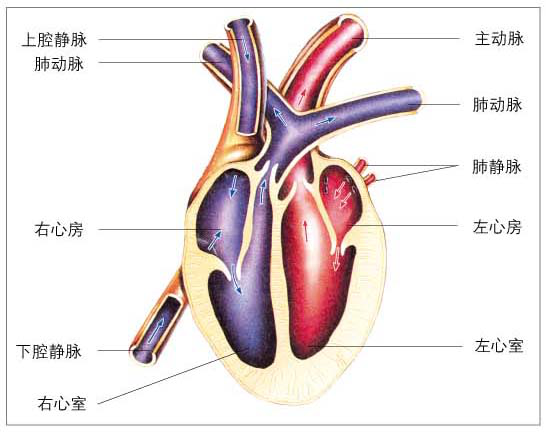 血)左心房---肺静脉(动脉血)右心室---肺动脉(静脉血)右心房--上下腔