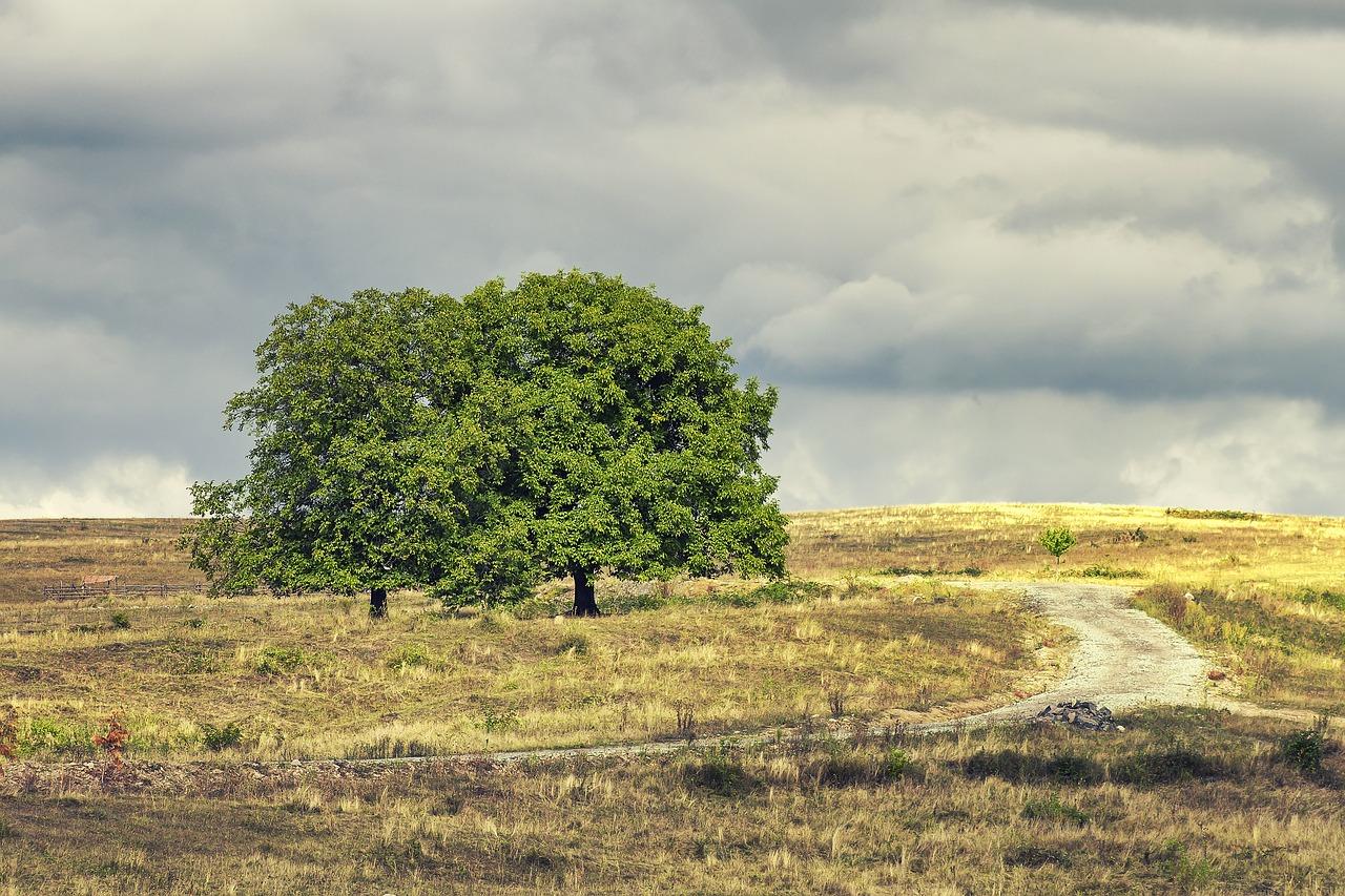 4. 栽种枣树根时间