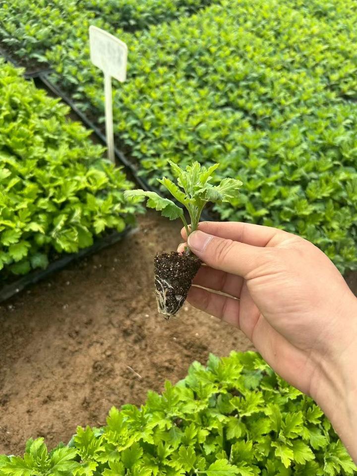 菊花苗选购十大要点