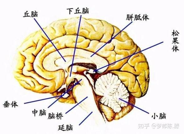 摩之法-8 丹田呼吸 - 知乎
