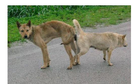 狗交配会出现拔不出来的现象,这种流行说法是真实的吗?