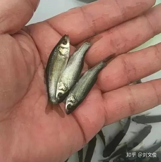 新手养什么鱼比较好求推荐