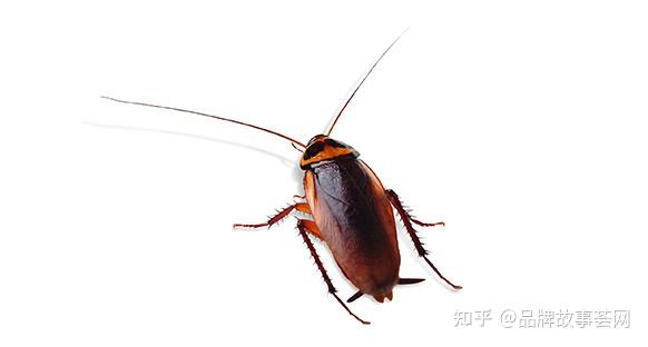 蟑螂百科知识 - 知乎