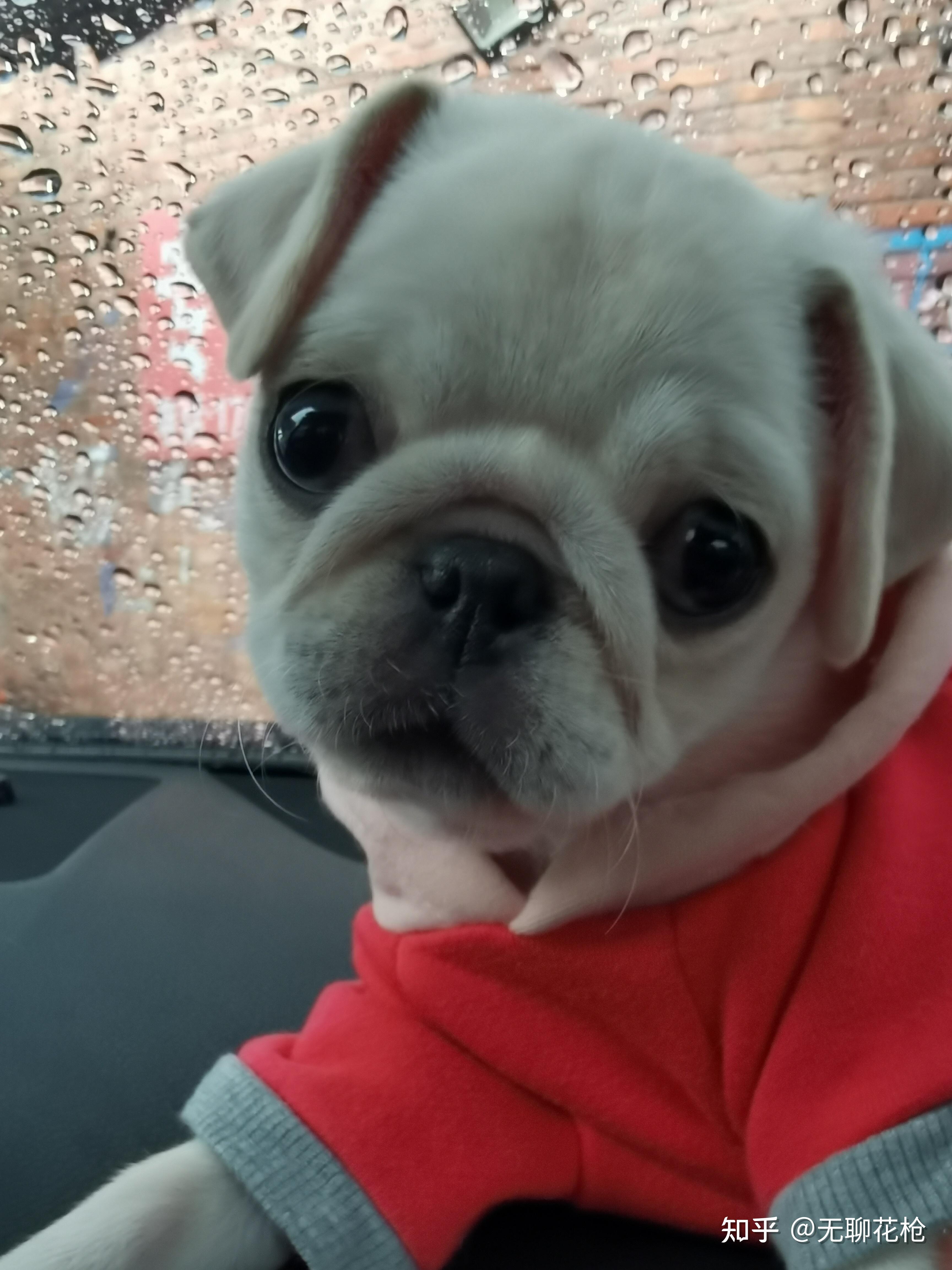 买了一只白色巴哥犬请问是纯的嘛