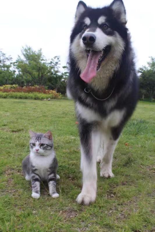 猫和狗可以一起养吗为什么