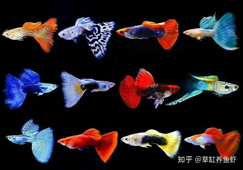 新手选择什么品种的热带鱼好? - 知乎