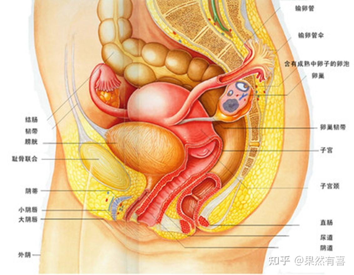 卵巢固有韧带位置图图片