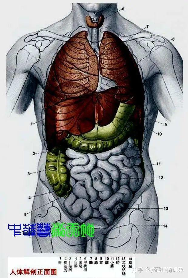 最全的人体内脏结构图(收藏版) 