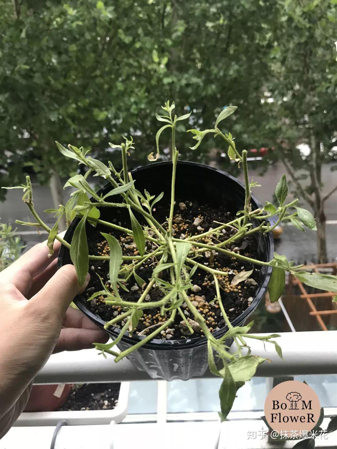 家庭园艺开花机器矮牵牛从修剪到爆盆