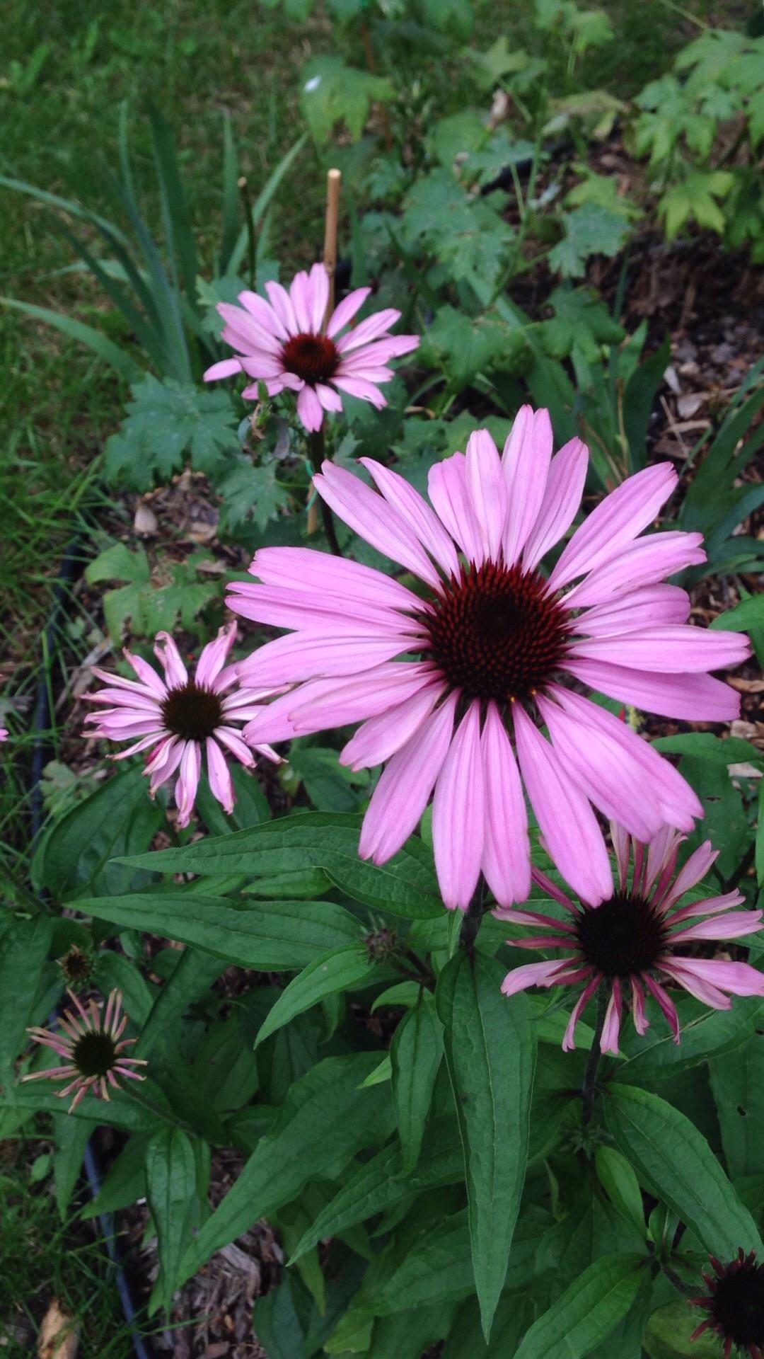 你最成功的一次养花经历? - 知乎