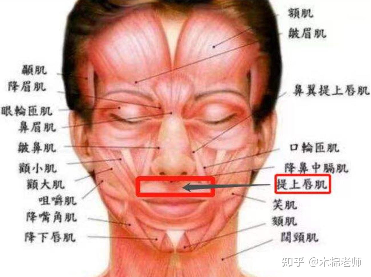 解剖详解丨一文读懂颅骨解剖-美图分享_cm