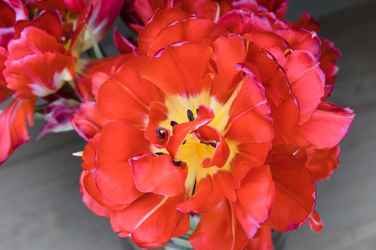 小叶紫檀用什么盆最好