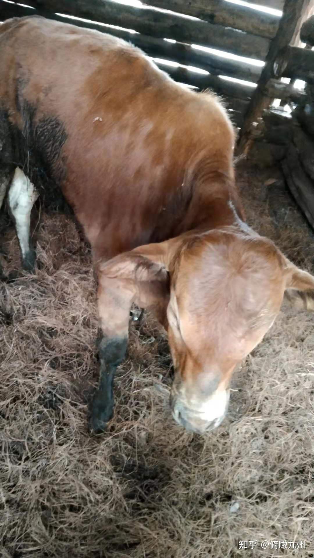 1  五个组治疗对比组所选用的药物在治疗牛黑腿病的过程中均有效.