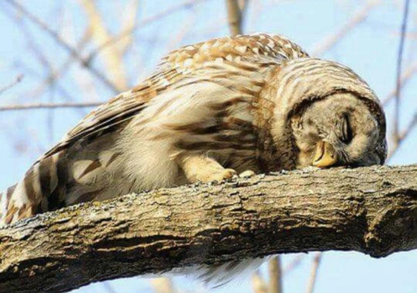 猫头鹰怎么睡觉? - 知乎