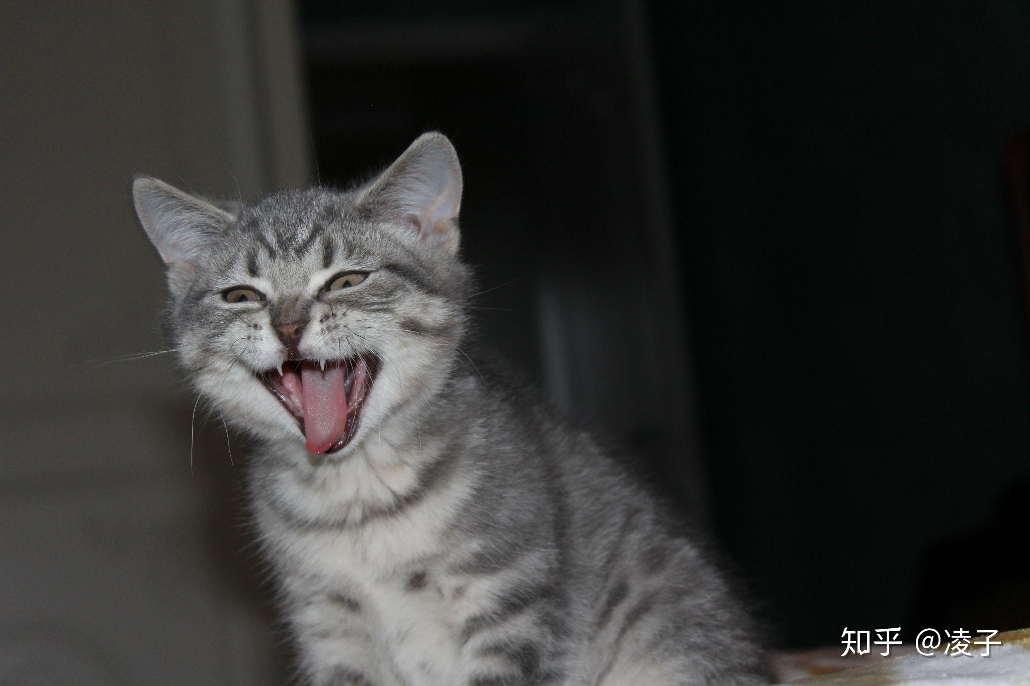 请问这是英短银渐层,还是美短银虎斑,或者是其他?