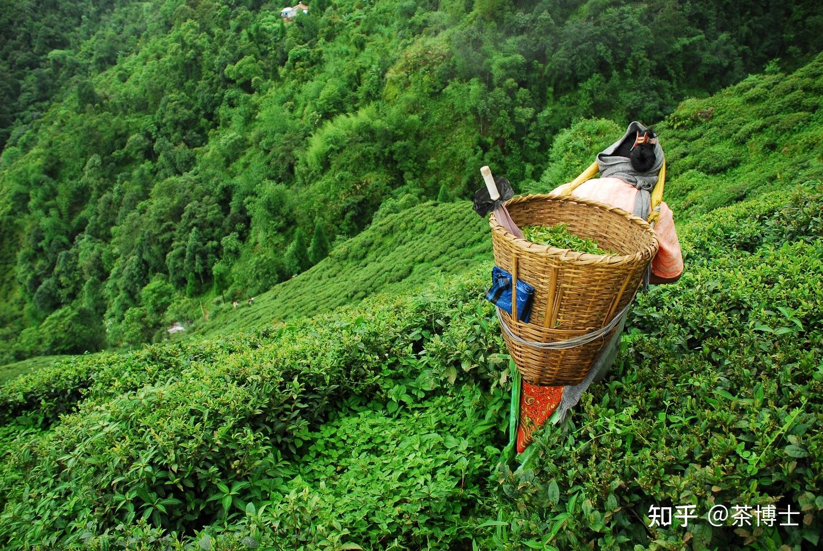 大吉岭红茶种植于印度西孟加拉省北部喜马拉雅山麓的大吉岭高原一带.