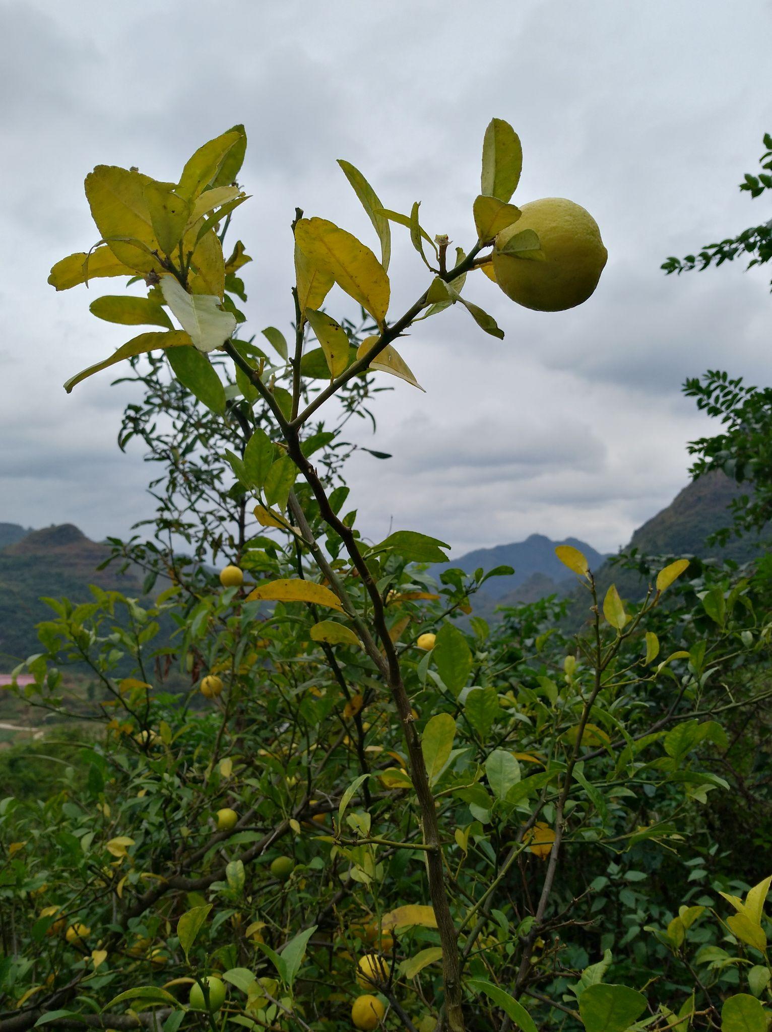 枫叶红的秋金黄的野柠檬