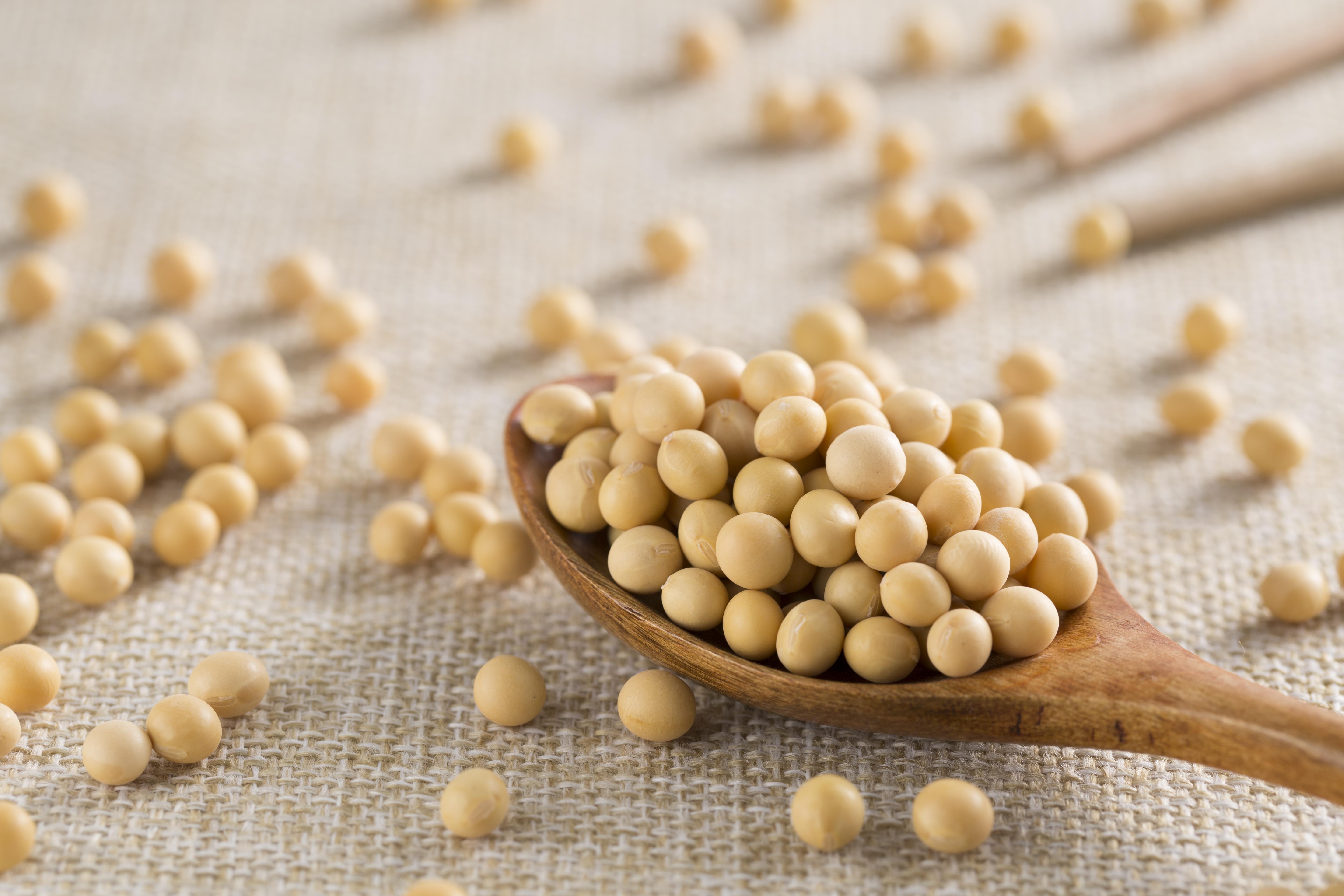 大豆的种植与分布你了解吗?