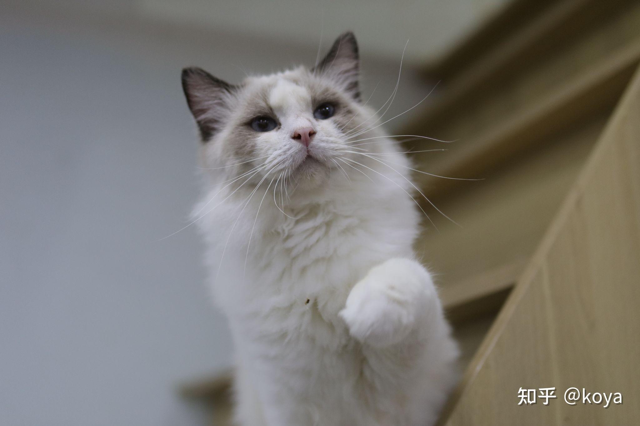 这只3500的布偶猫可以吗? - 知乎