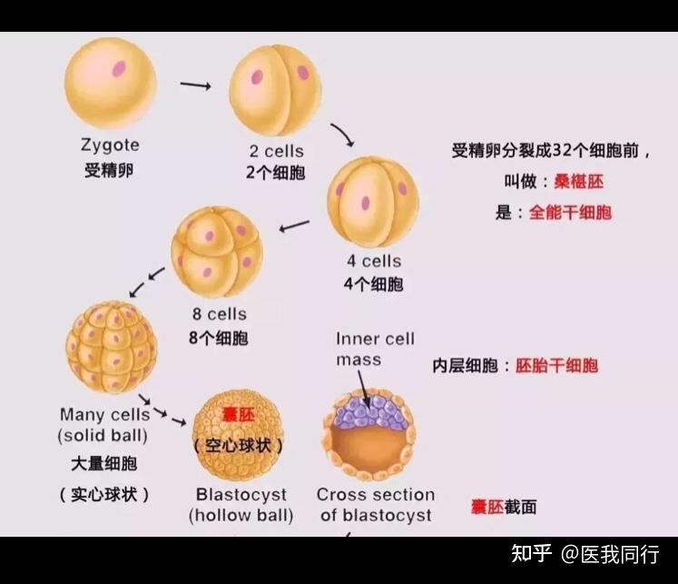 內環境就是子宮內膜,如果太薄,太厚都會影響著床.