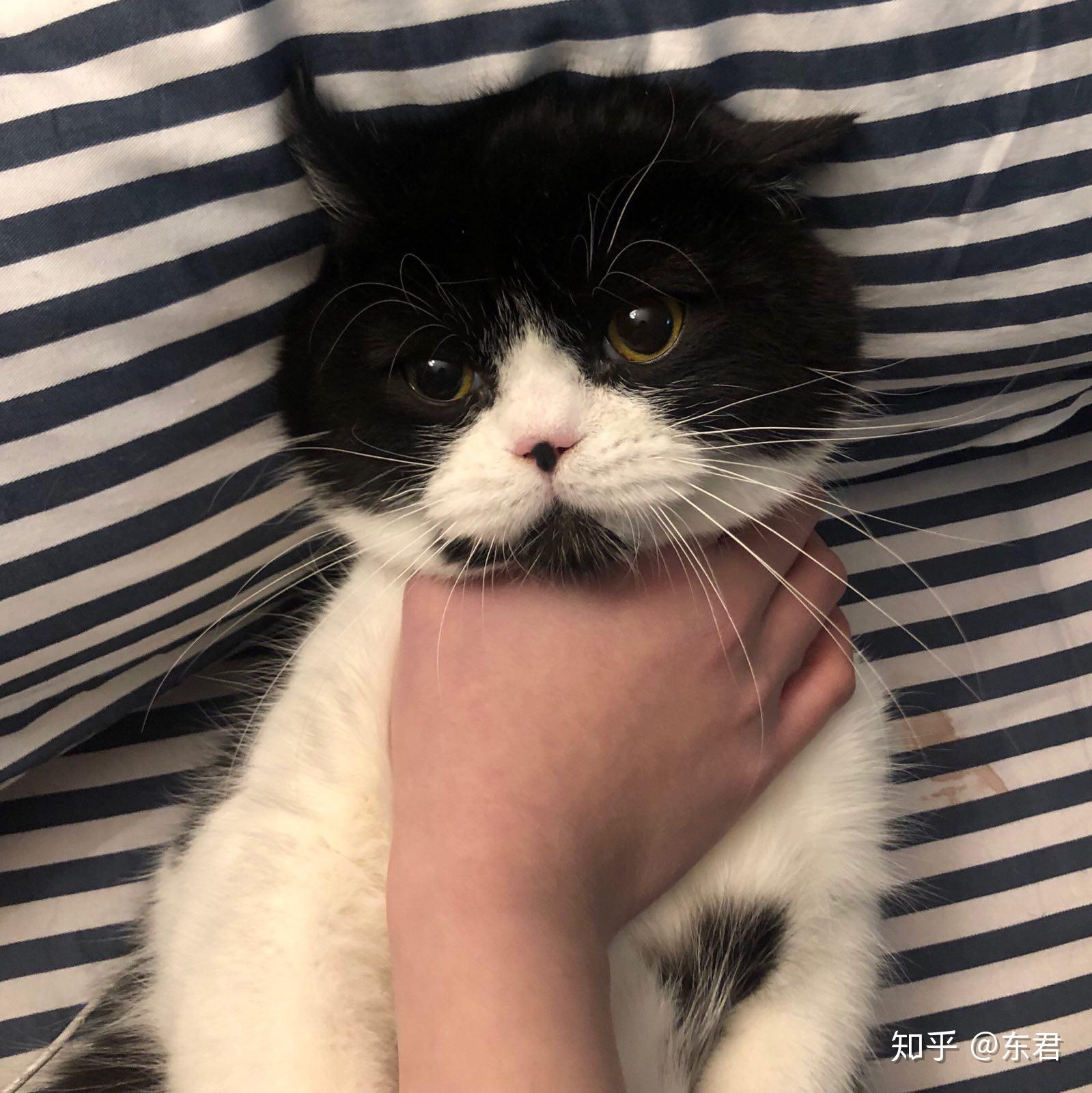 养一只英短黑白是怎样一种体验