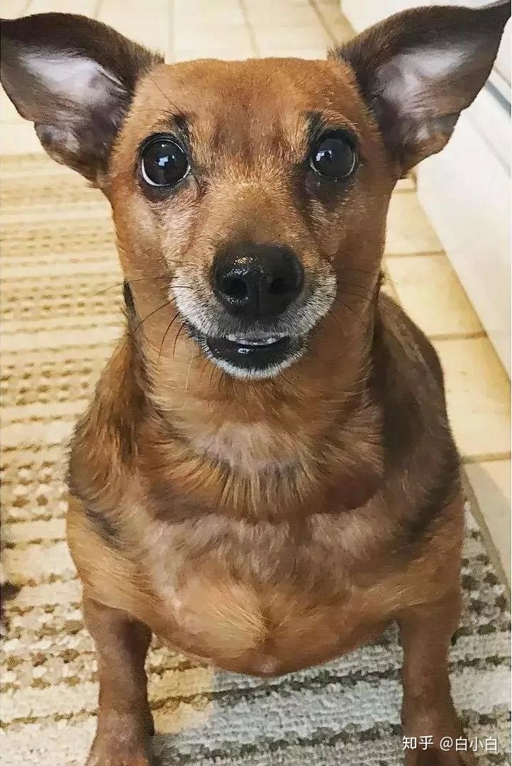 你见过哪些特别漂亮可爱的混血狗狗