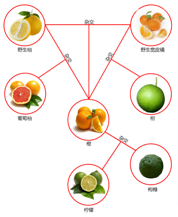 总说南橘北枳,但它们真的是一种东西吗?