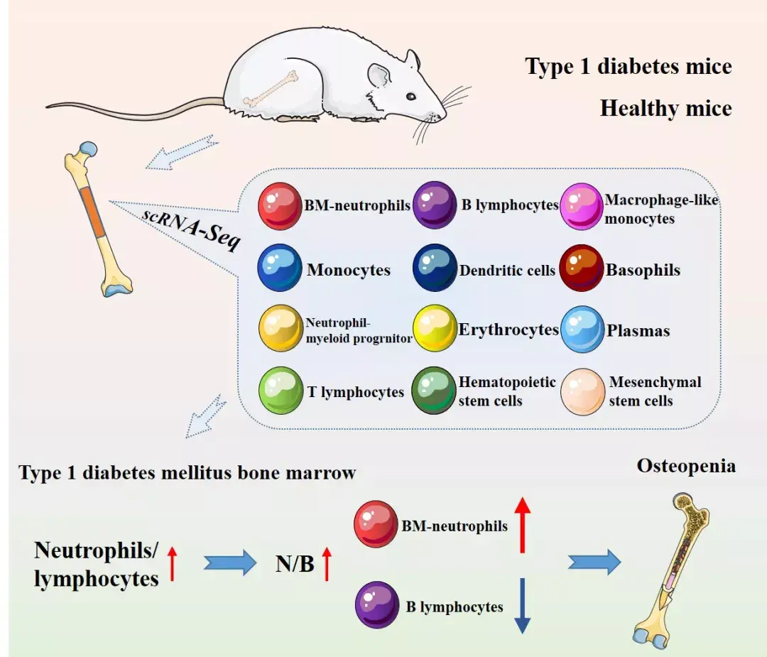项目文章单细胞rna测序分析揭示了stz诱导的1型糖尿病小鼠骨髓与骨质