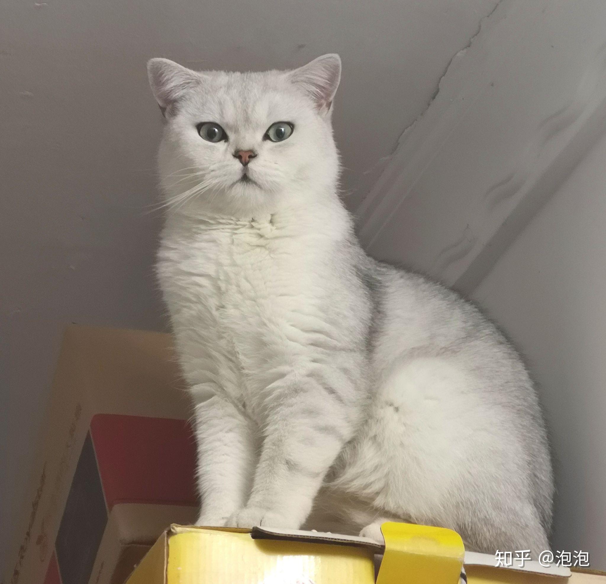 银渐层和蓝猫养那个好