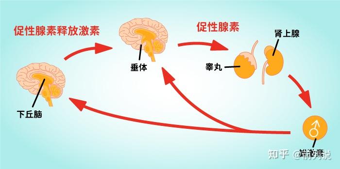 內分泌治療也會失效前列腺癌患者該何去何從