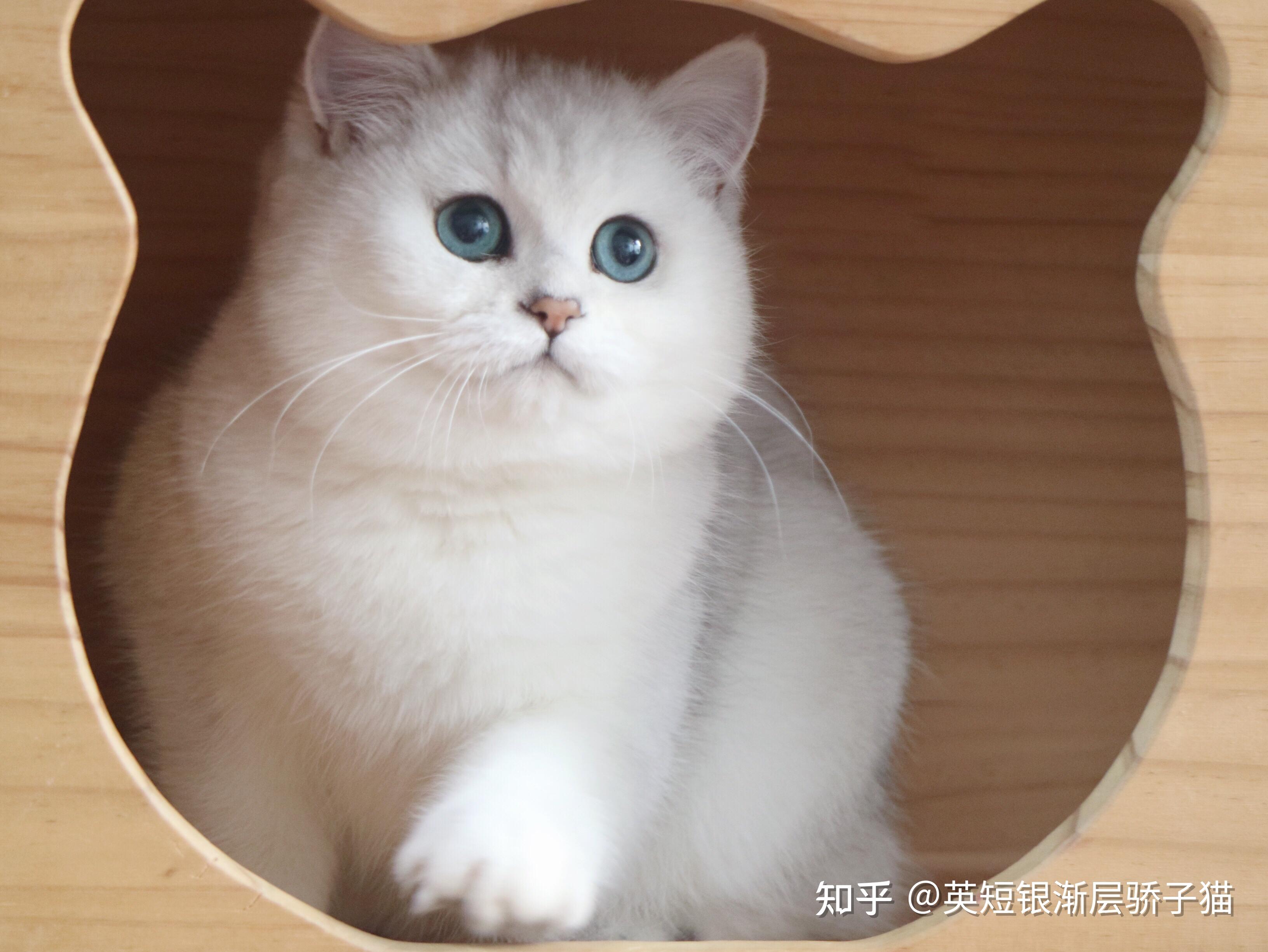 猫咪吃什么猫条 v2-9d24df83c0ff51f9f19e6a6218fcc83c_r.jpg