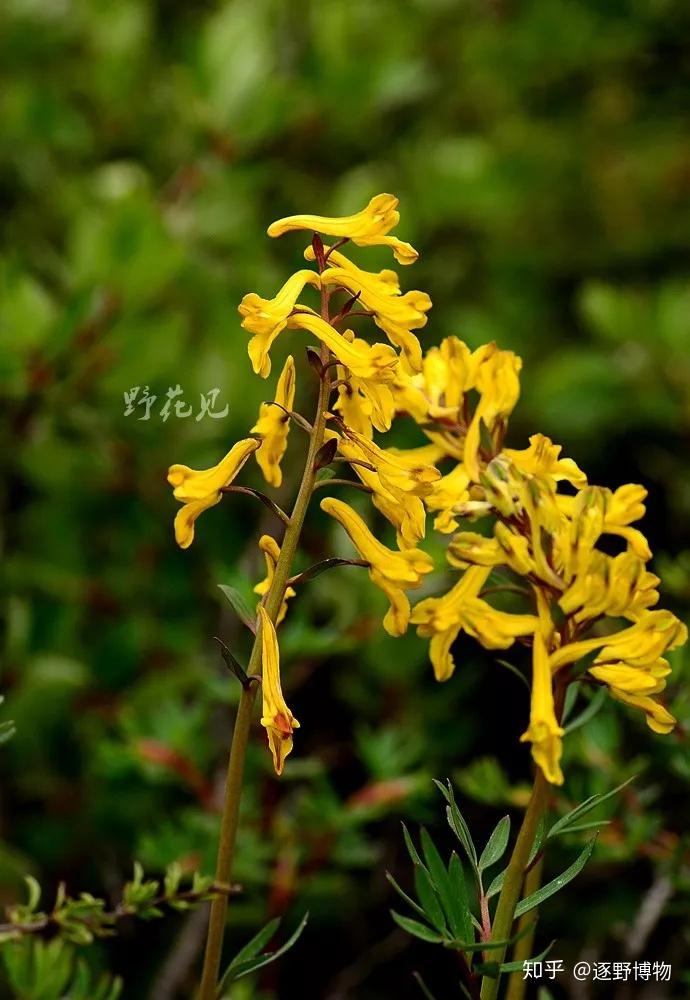 每周野花系列第11期紫堇