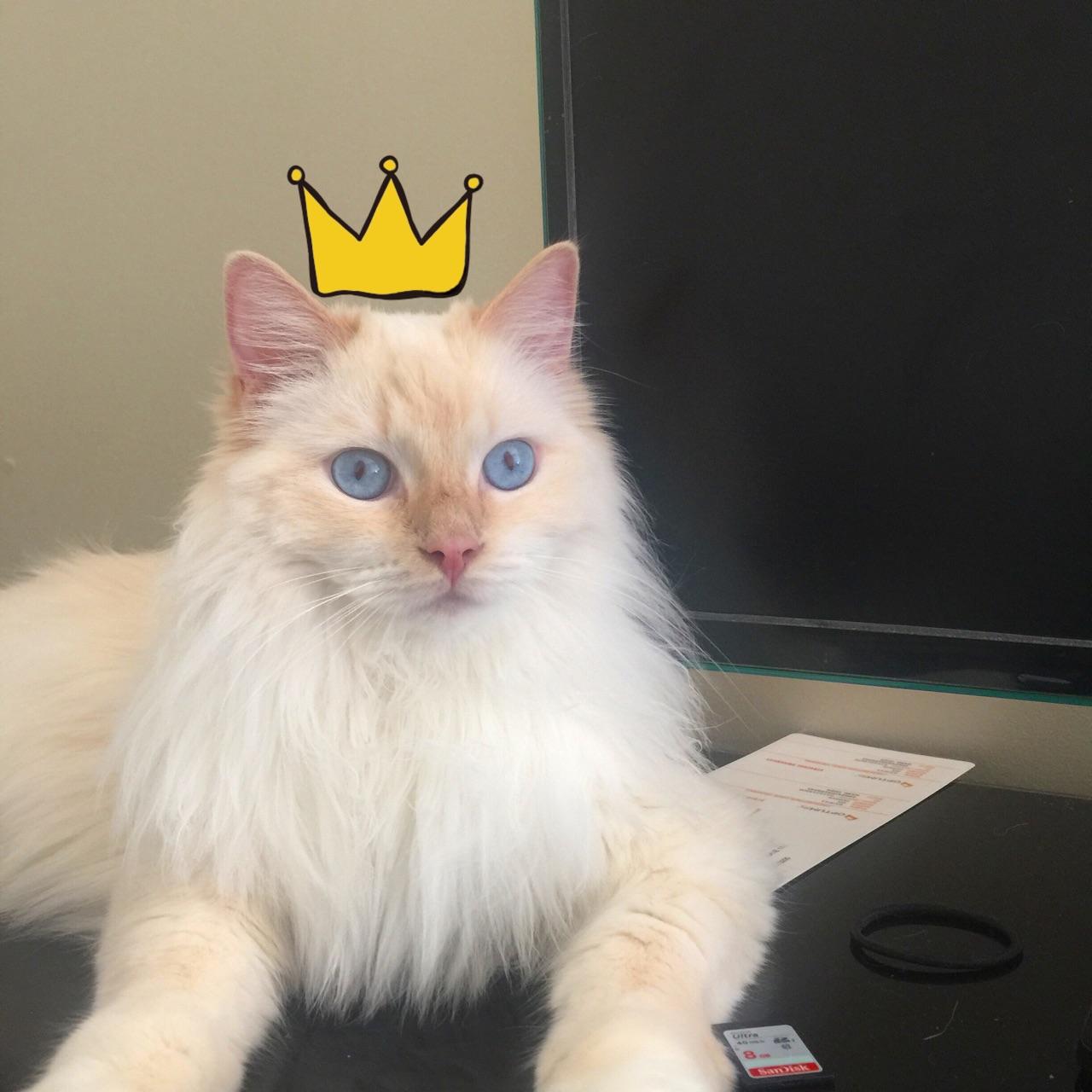在猫界的眼中，算美和帅的猫长的什么样？ - 知乎