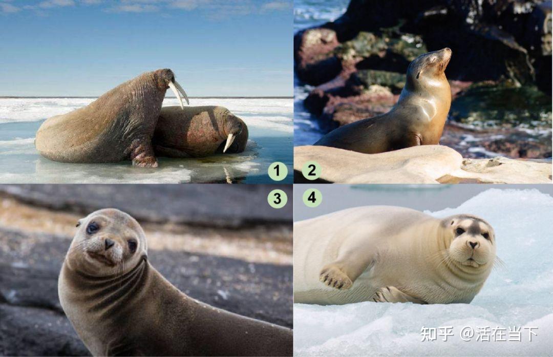 怎么区分海狮、海狗、海豹? - 知乎