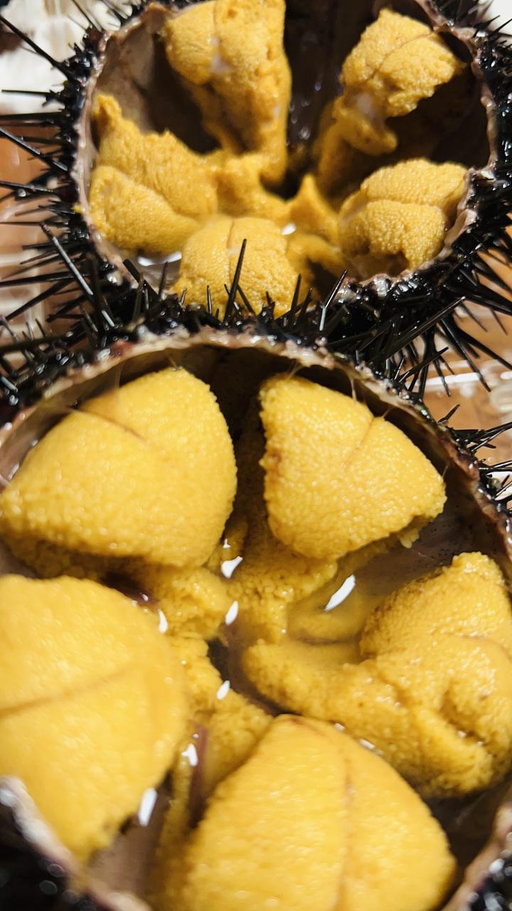 大连海胆季到了,海胆最肥美的季节