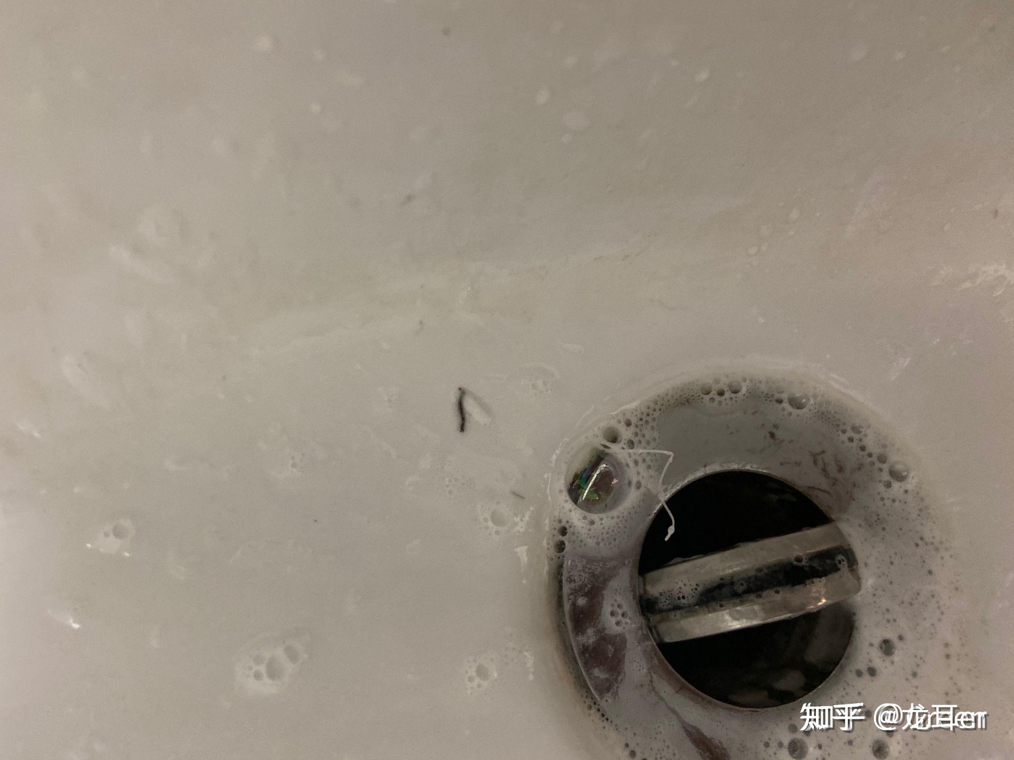 经常在刷牙时刷出这种虫子想请教这是什么虫