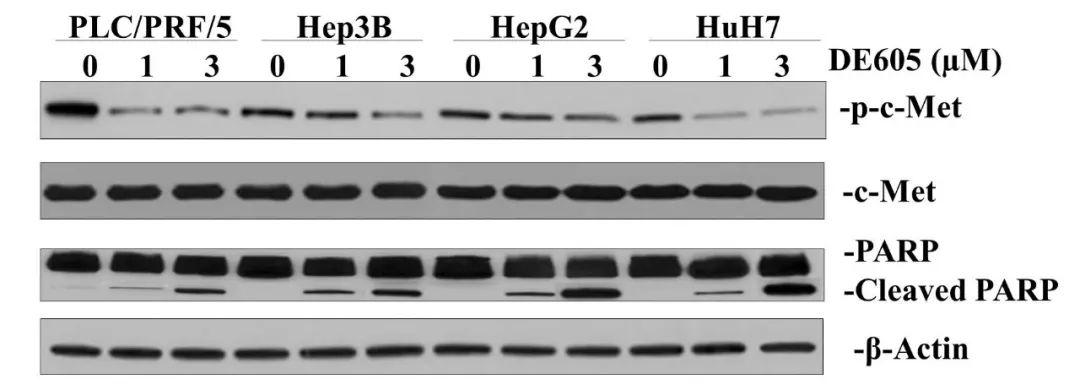 学术小白如何吃瓜一招鉴别出ps拼接的免疫印迹图