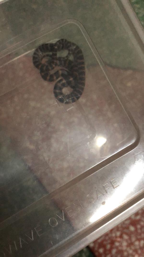 家里突然出现蛇怎么办 知乎