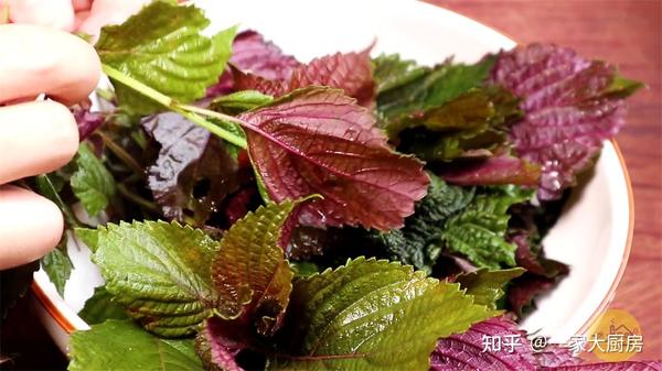 紫苏放入开水中 没想到这么厉害 很多人还不知道 作用真多 知乎
