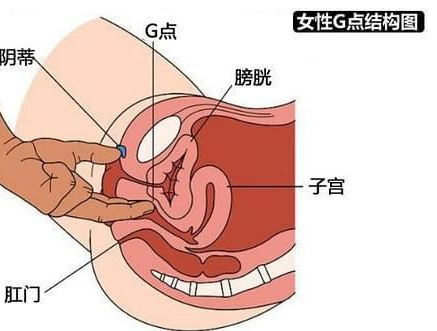 女人的私处有几种图片