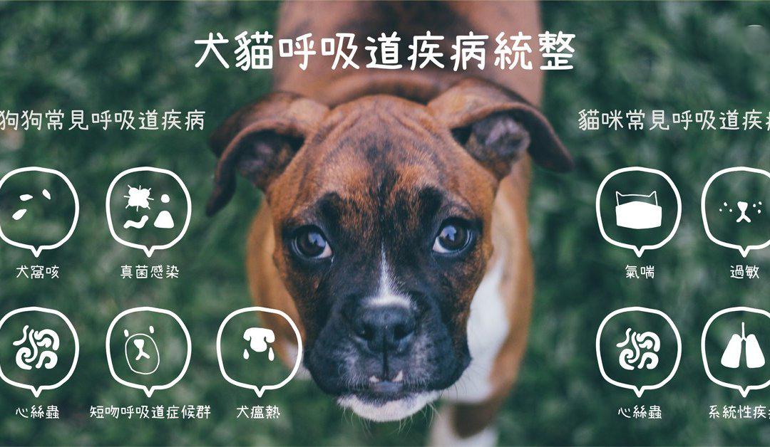 犬猫呼吸道疾病症状种类及预防 知乎 犬猫呼吸道疾病症状种类及预防 知乎