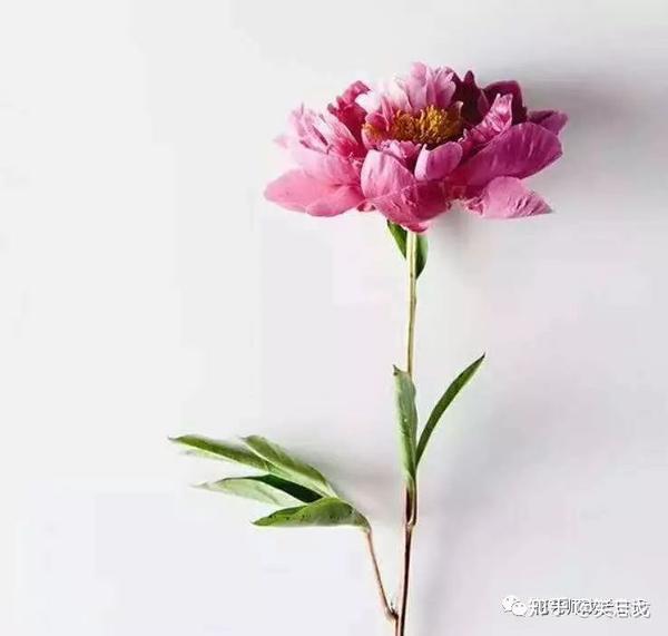 芍药 五月花神 与牡丹并称 花中二绝 丰盈饱满 清丽内敛 知乎