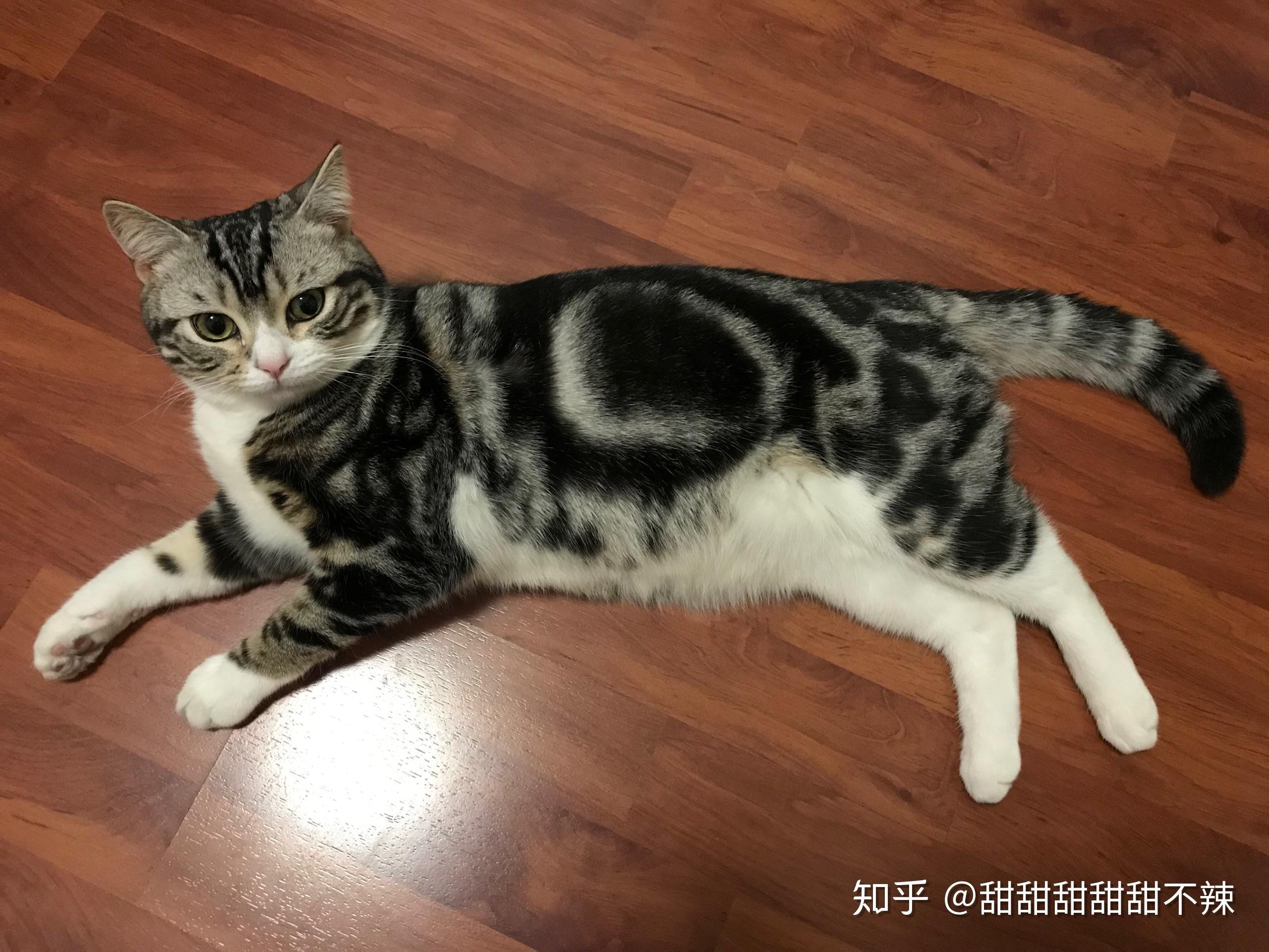 猫会哭吗?
