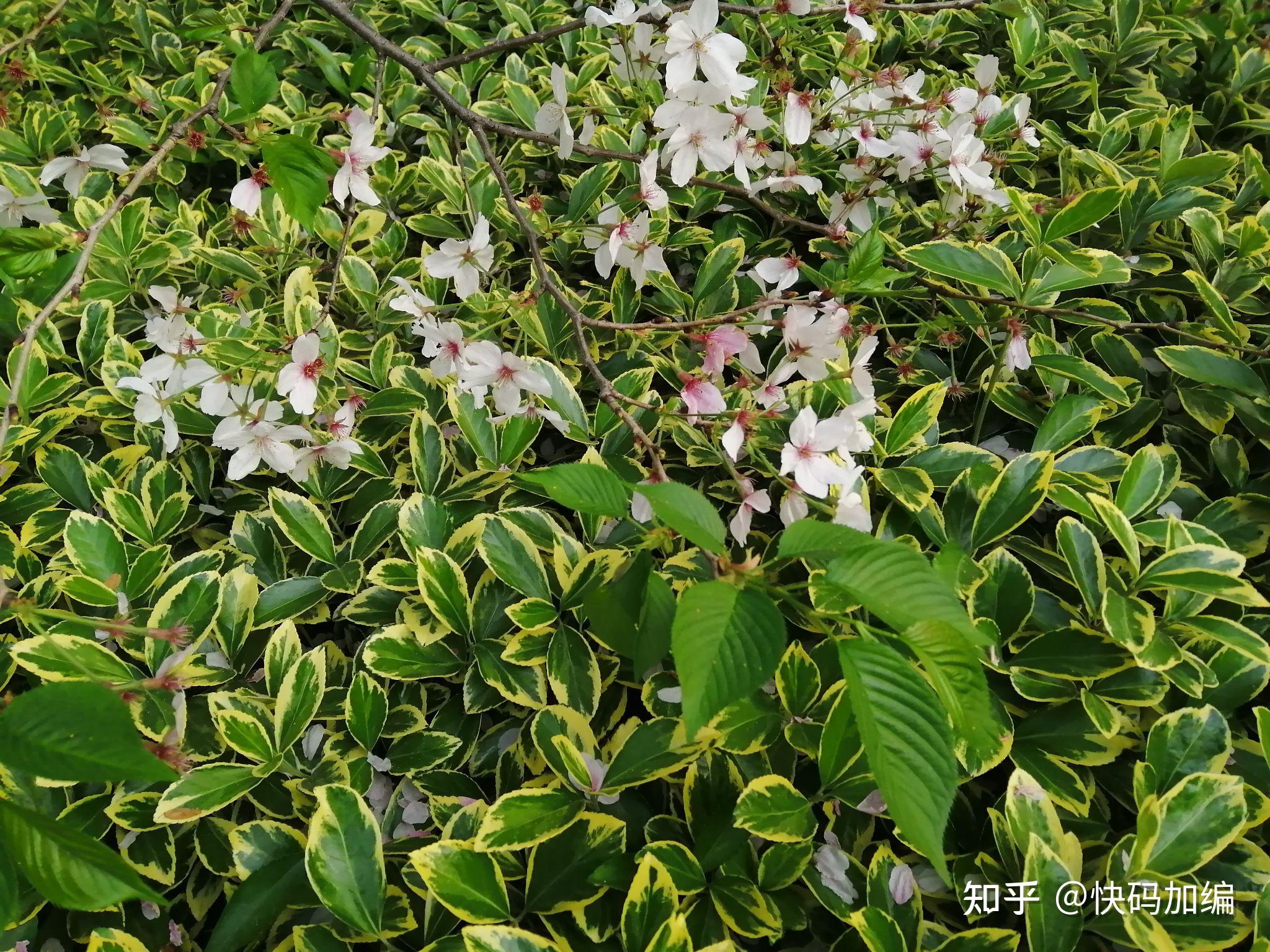 自然質樸文字,原生態圖片影像 今日頭條,抖音,西瓜視頻一馬馳平川