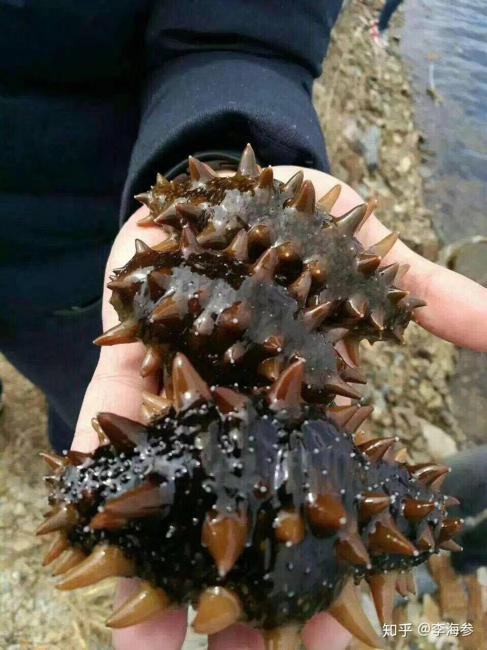 怎么挑选活海参怎么挑选活海参